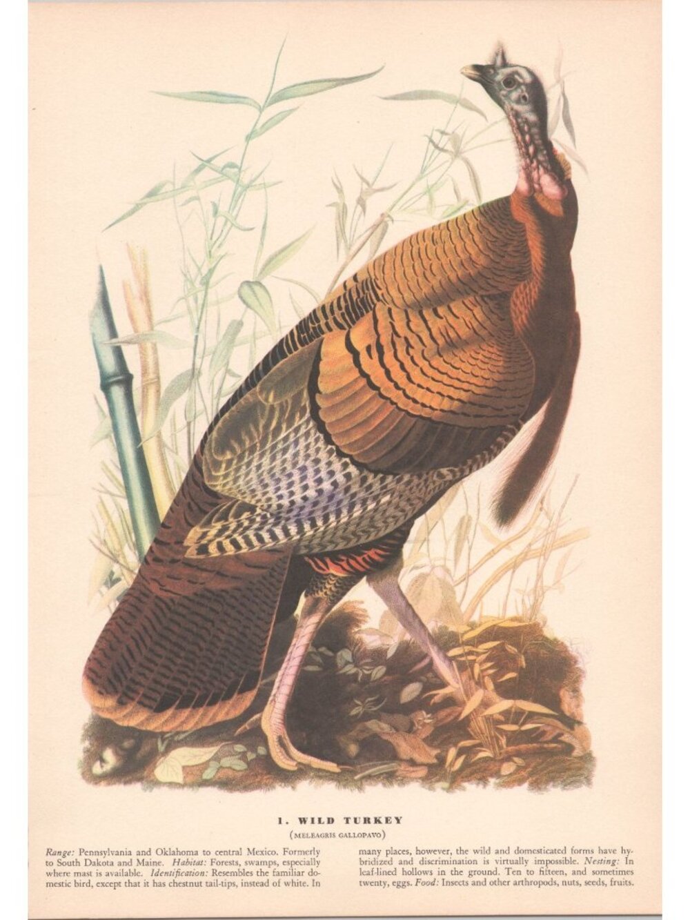 Audubon Wild Turkey Print 1942 Birds of America Plate 1 Macmillan Vintage Art